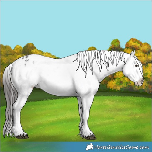 Horse Color:Brown Roan Appaloosa 