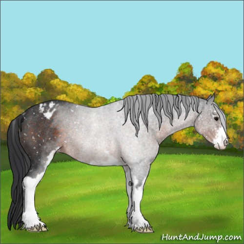 Horse Color:Brown Roan Sabino Appaloosa Rabicano 