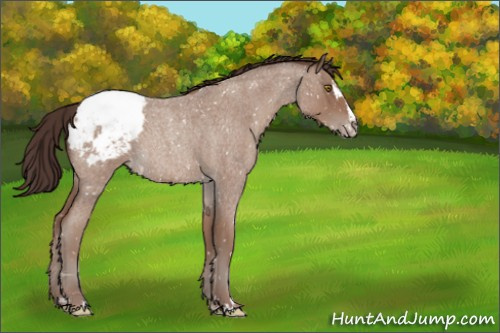 Horse Color:Classic Champagne Roan Sabino Appaloosa 