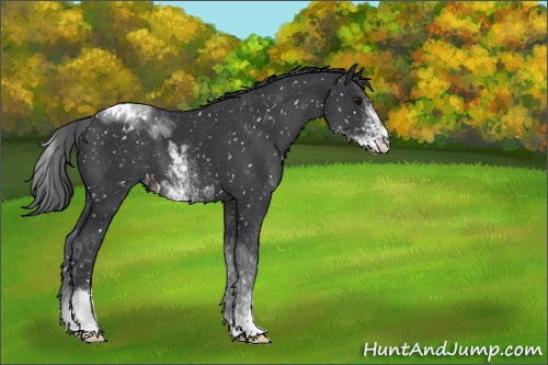 Horse Color:Black Sabino Appaloosa 