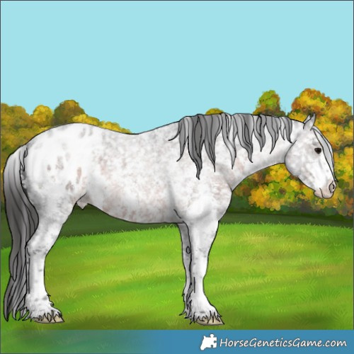 Horse Color:Brown Roan Sabino Appaloosa 