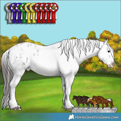 Horse Color:Brown Roan Sabino Appaloosa 