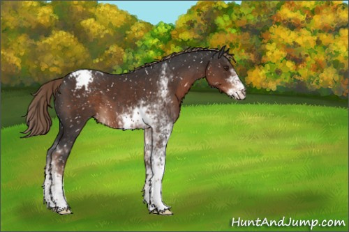 Horse Color:Liver Chestnut Sabino Appaloosa 