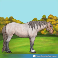 Horse Color:Bay Roan Varnish
