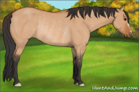Horse Color:Bay Dun Rabicano 