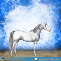 Horse Color:Black Ice Snowcap Rabicano 