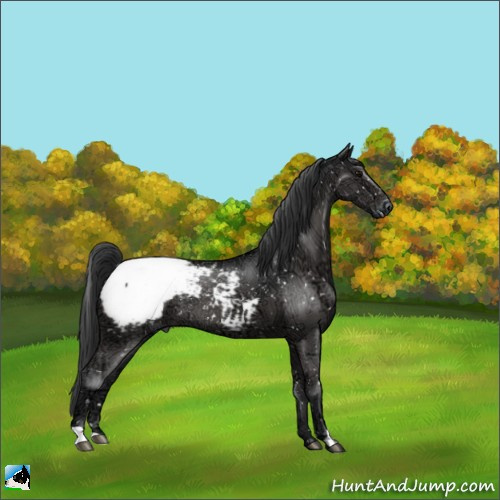 Horse Color:Black Ice Appaloosa Rabicano 