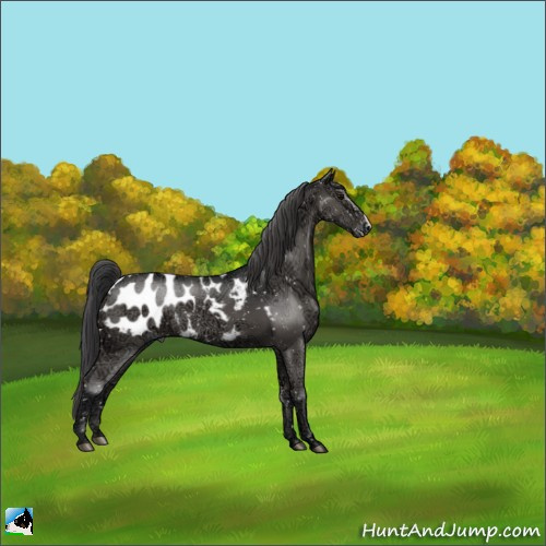 Horse Color:Black Ice Mushroom Appaloosa 