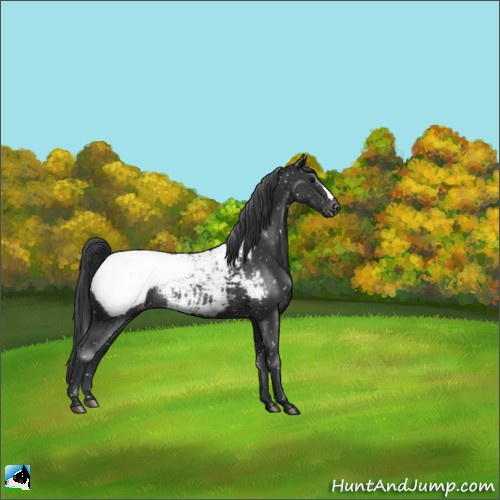Horse Color:Black Appaloosa Rabicano 