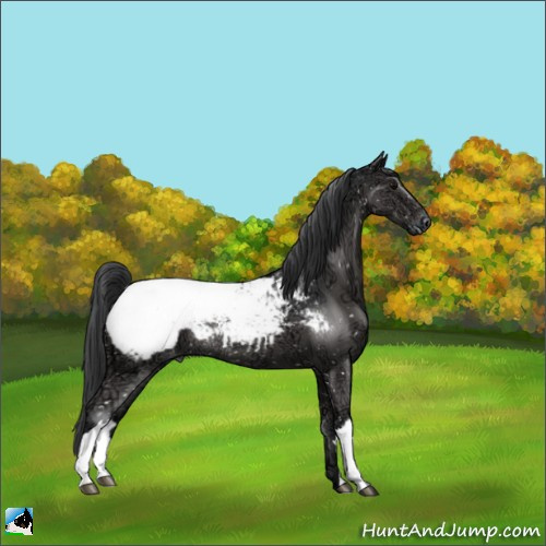 Horse Color:Black Ice Appaloosa Rabicano 