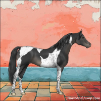 Horse Color:Black Tobiano Appaloosa 