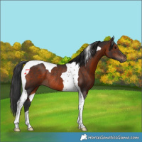 Horse Color:Brown Tobiano Rabicano 