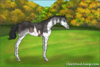 Horse Color:Brown Splash