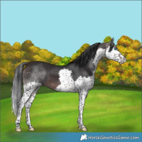 Horse Color:Brown Splash