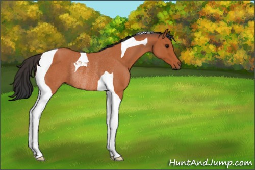 Horse Color:Bay Roan Tobiano Rabicano 