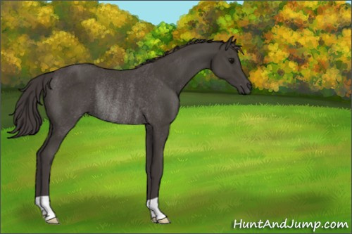 Horse Color:Smoky Black Rabicano 
