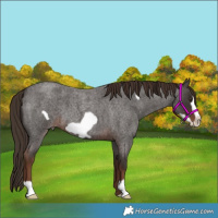 Horse Color:Liver Red Roan Frame 