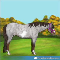 Horse Color:Liver Red Roan Frame 