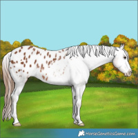 Horse Color:Chestnut Blanket Rabicano 