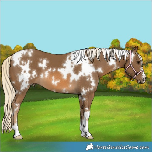 Horse Color:White Spotted Chocolate Palomino 