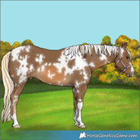 Horse Color:White Spotted Chocolate Palomino 