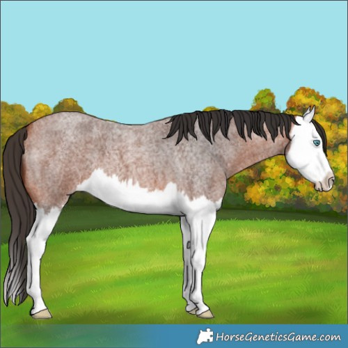 Horse Color:Bay Roan Splash 