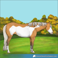 Horse Color:Silver Buckskin Frame 
