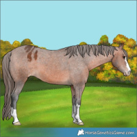 Horse Color:Bay Appaloosa 