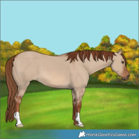 Horse Color:Red Dun 
