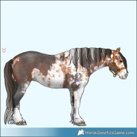 Horse Color:Bay Sabino  and Bay Sabino 