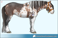 Horse Color:Bay Sabino  and Bay Sabino 