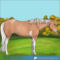Horse Color:Silver Classic Champagne Tobiano 