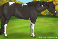 Horse Color:Liver Chestnut Tobiano 