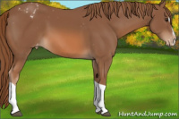 Horse Color:Chestnut Sabino Tobiano Appaloosa