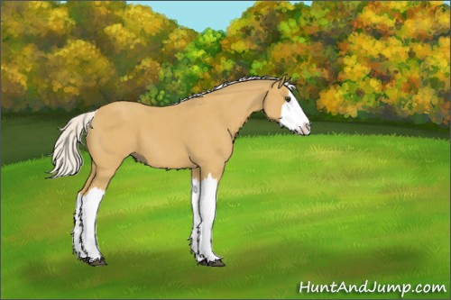 Horse Color:Silver Buckskin Roan Splash 