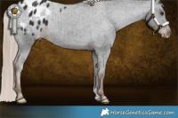 Horse Color:Liver Chestnut Appaloosa Rabicano 
