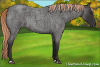 Horse Color:Liver Red Roan Rabicano 