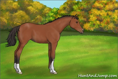Horse Color:Bay 