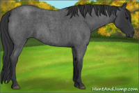 Horse Color:Blue Roan 