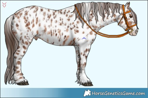 Horse Color:Liver Chestnut Appaloosa  and Sable Champagne Appaloosa 