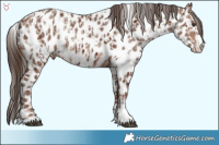 Horse Color:Liver Chestnut Appaloosa  and Sable Champagne Appaloosa 
