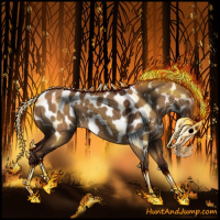 Horse Color:Gray Red Dun Appaloosa 