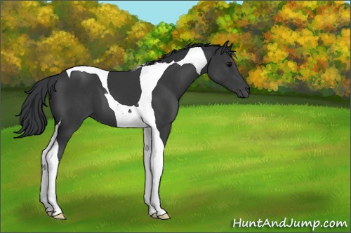 Horse Color:Black Tobiano 