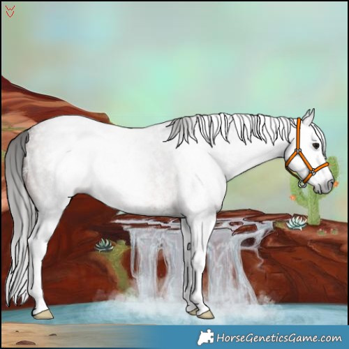 Horse Color:Gray Bay Roan Sabino Splash 