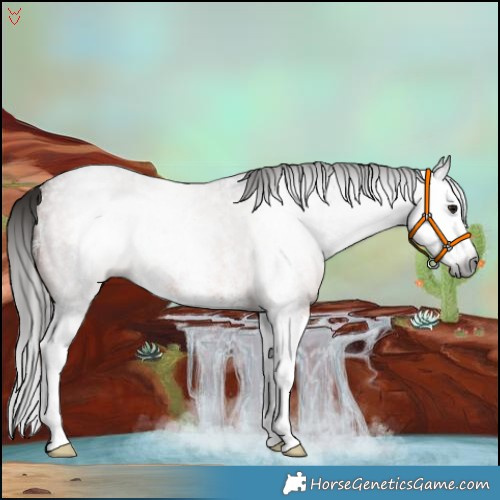 Horse Color:Gray Bay Roan Sabino Splash 