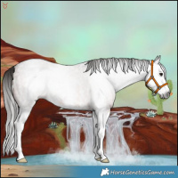 Horse Color:Gray Bay Roan Sabino Splash 