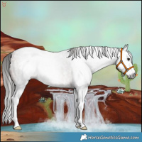 Horse Color:Gray Bay Roan Sabino Splash 