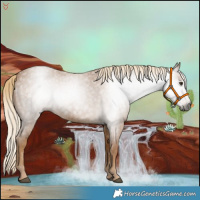 Horse Color:Gray Palomino Roan