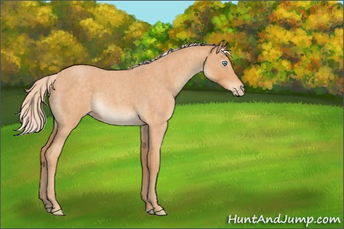 Horse Color:Gray Cremello Roan 
