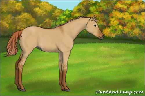 Horse Color:Gray Palomino Roan Dun 